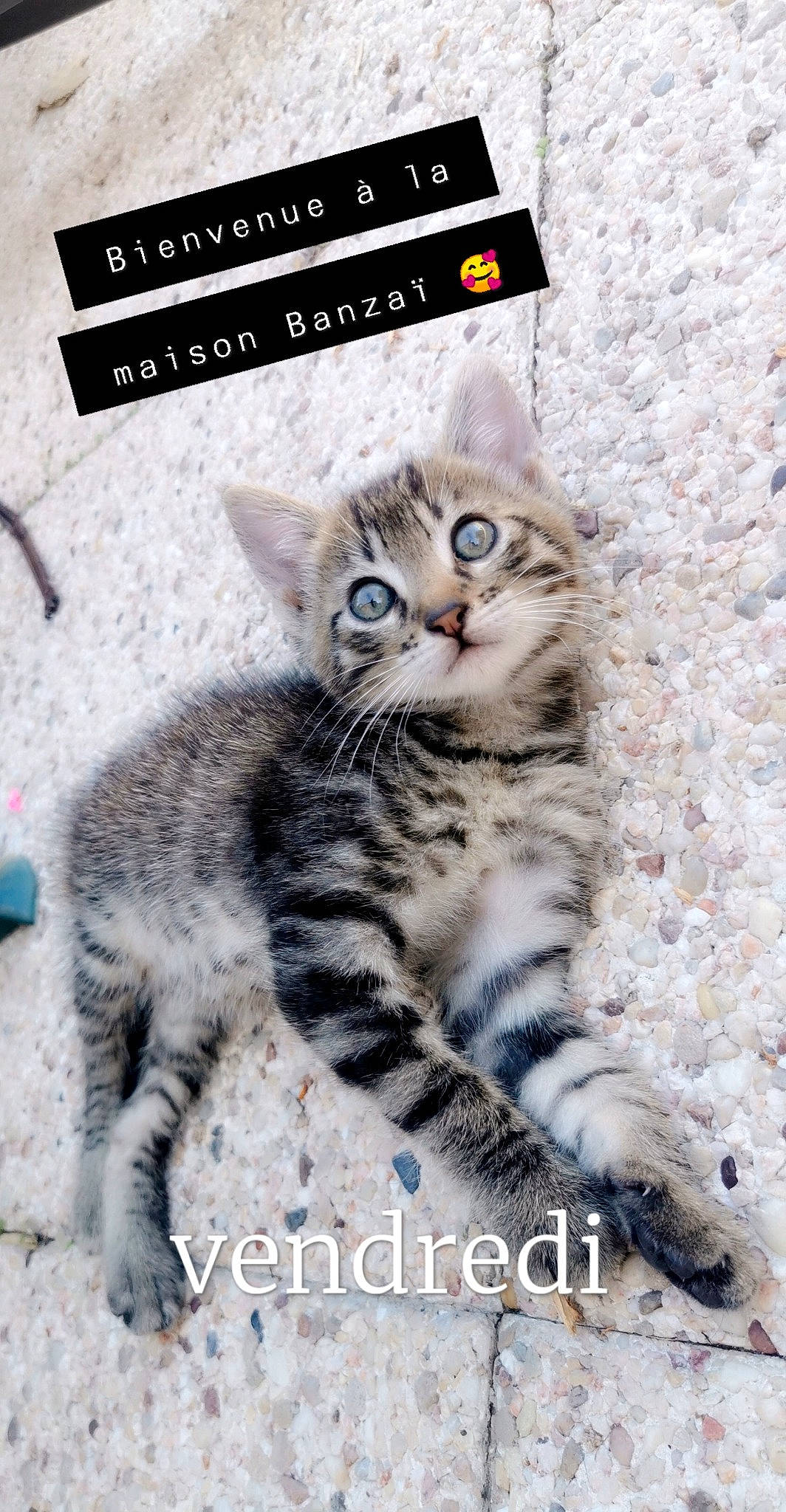 Banzaï participe au concours pour gagner de l'argent avec cette photo : aegean_cat, american_shorthair, american_wirehair, asian, california_spangled, carnivore, cat, domestic_short_haired_cat, dragon_li, egyptian_mau, european_shorthair, felidae, kitten, mammal, photo_caption, photography, small_to_medium_sized_cats, tabby_cat, vertebrate, whiskers