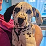 adorable, animal, black_spots, closeup, companion, cute, dalmatian, dog, ears, face, holding, indoor, love, maroon_shirt, person, pet, portrait, puppy, white_fur, young