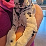 Alma participe au concours pour gagner de l'argent avec cette photo : animal, black_spots, blurred_background, closeup, companion, cute, dalmatian, dog, domestic, friendly, holding, indoor, mammal, person, pet, portrait, puppy, purple_shirt, white_fur, young