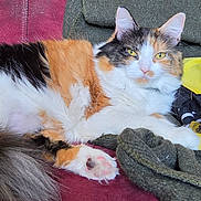 Disney is registered to the contest to win money with this photo: animal, black_fur, blanket, calico_cat, cat, clothing, couch, ears, face, feline, fluffy, fur, green_eyes, indoor, orange_fur, paw, pet, portrait, whiskers, white_fur