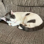 Binx is registered to the contest to win money with this photo: cat, sleeping, couch, sofa, upholstery, fur, paw, tail, ear, pet, domestic, indoor, nap, cozy, white, gray, patchy_pattern, whiskers, relaxed, textile