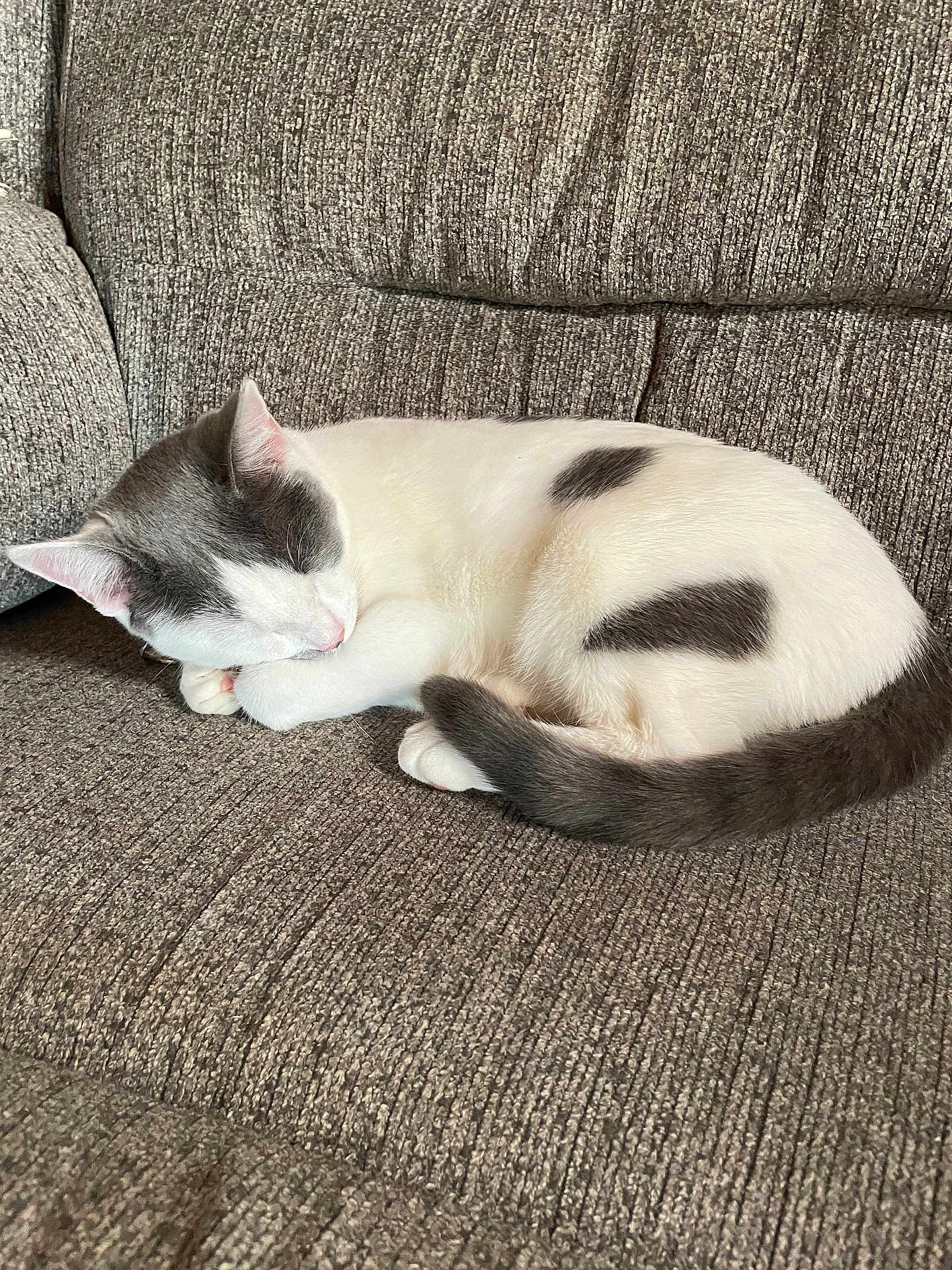 Binx is registered to the contest to win money with this photo: cat, sleeping, couch, sofa, upholstery, fur, paw, tail, ear, pet, domestic, indoor, nap, cozy, white, gray, patchy_pattern, whiskers, relaxed, textile