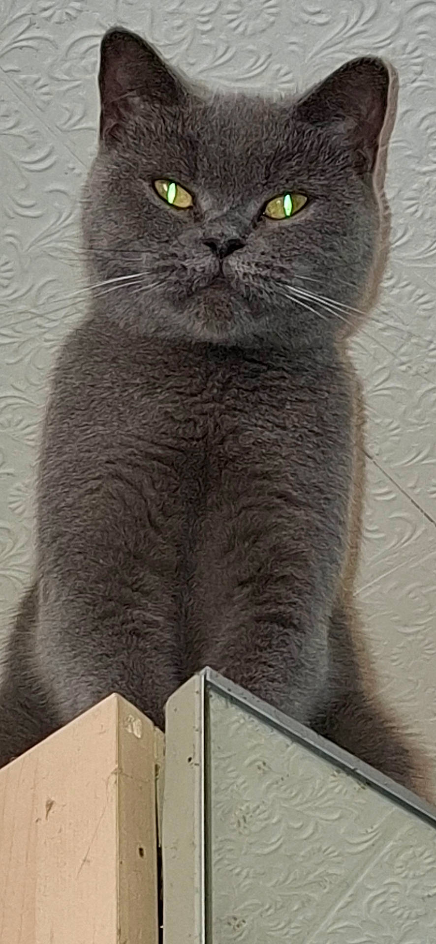 animal, cat, centered, ears, feline, folding_screen, front_view, funny, fur, furniture, gray_cat, green_eyes, indoors, pet, portrait, sitting, staring, vertical_photo, wallpaper, whiskers
