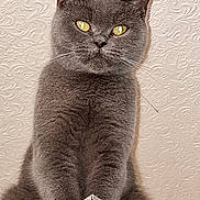 Bella participe au concours pour gagner de l'argent avec cette photo : cat, gray_cat, pet, animal, sitting, upright, portrait, closeup, fur, whiskers, ears, eyes, golden_eyes, serious, staring, indoor, textured_wall, wood, glass, symmetrical