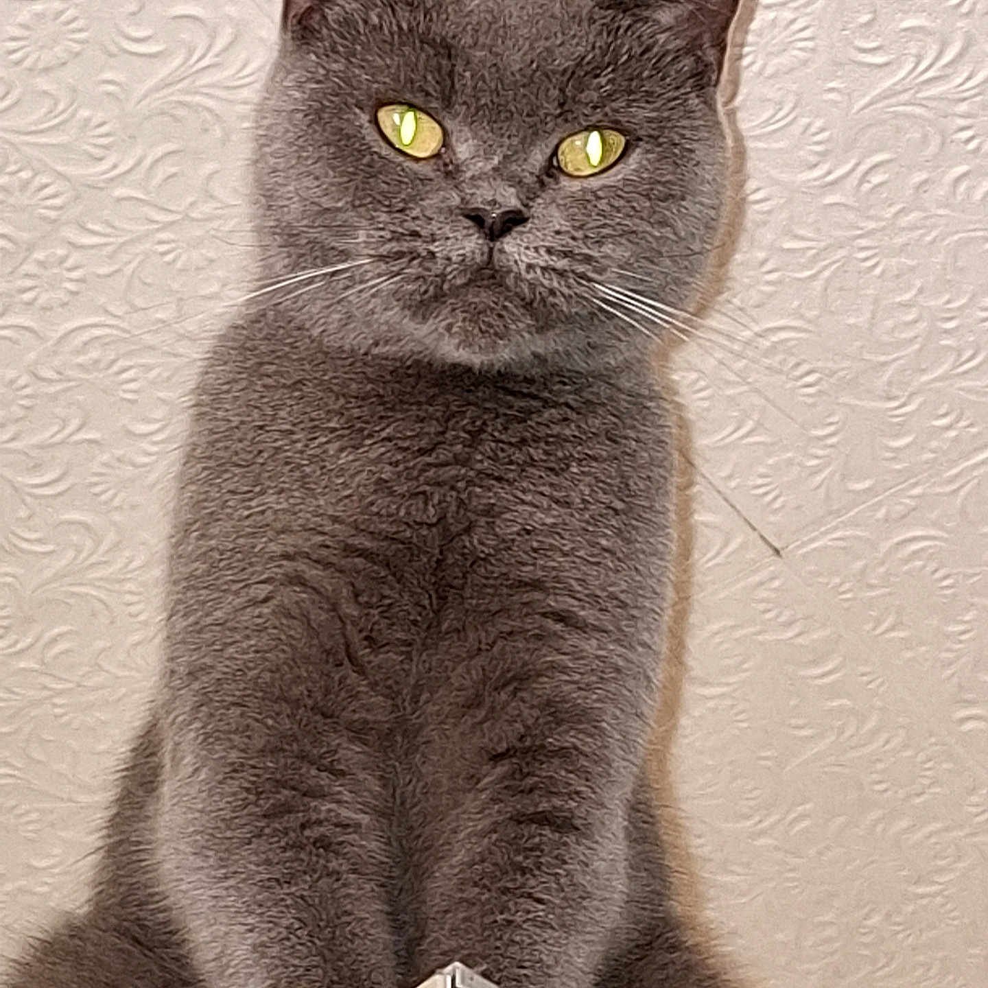 Bella