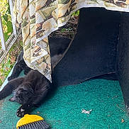 Velvet joined the competition — help win amazing prizes! cat, black_cat, pet, stretching, carpet, brush, curtain, balcony, porch, relaxing, furniture, green, yellow, outdoor, leaf, plant, cozy, animal, fur, sleeping