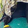 cat, black_cat, pet, stretching, carpet, brush, curtain, balcony, porch, relaxing, furniture, green, yellow, outdoor, leaf, plant, cozy, animal, fur, sleeping