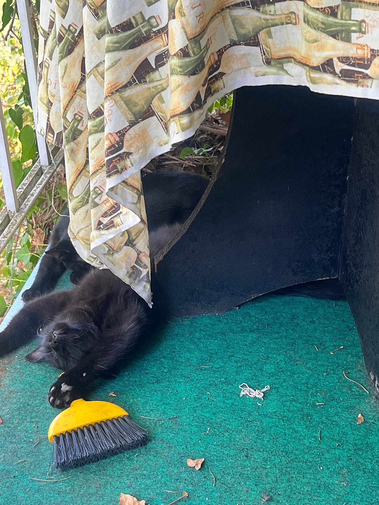 Velvet joined the competition — help win amazing prizes! cat, black_cat, pet, stretching, carpet, brush, curtain, balcony, porch, relaxing, furniture, green, yellow, outdoor, leaf, plant, cozy, animal, fur, sleeping
