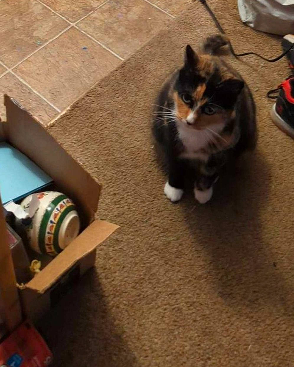 Duder joined the competition — help win amazing prizes! brown, carnivore, cat, domestic_short_haired_cat, felidae, floor, flooring, fur, grey, hardwood, human_leg, laminate_flooring, shoe, small_to_medium_sized_cats, sneakers, tail, whiskers, wood, wood_flooring, wood_stain