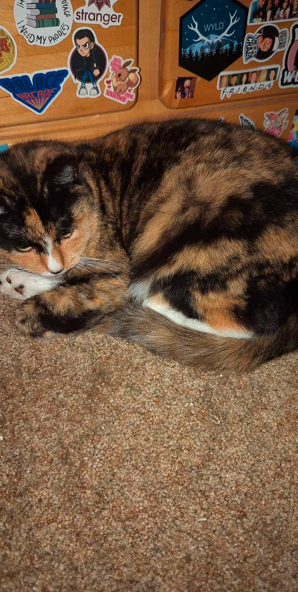 Duder joined the competition — help win amazing prizes! carnivore, cat, claw, comfort, domestic_short_haired_cat, fawn, felidae, fur, grass, nap, paw, sleep, small_to_medium_sized_cats, snout, soil, tail, terrestrial_animal, whiskers, wood