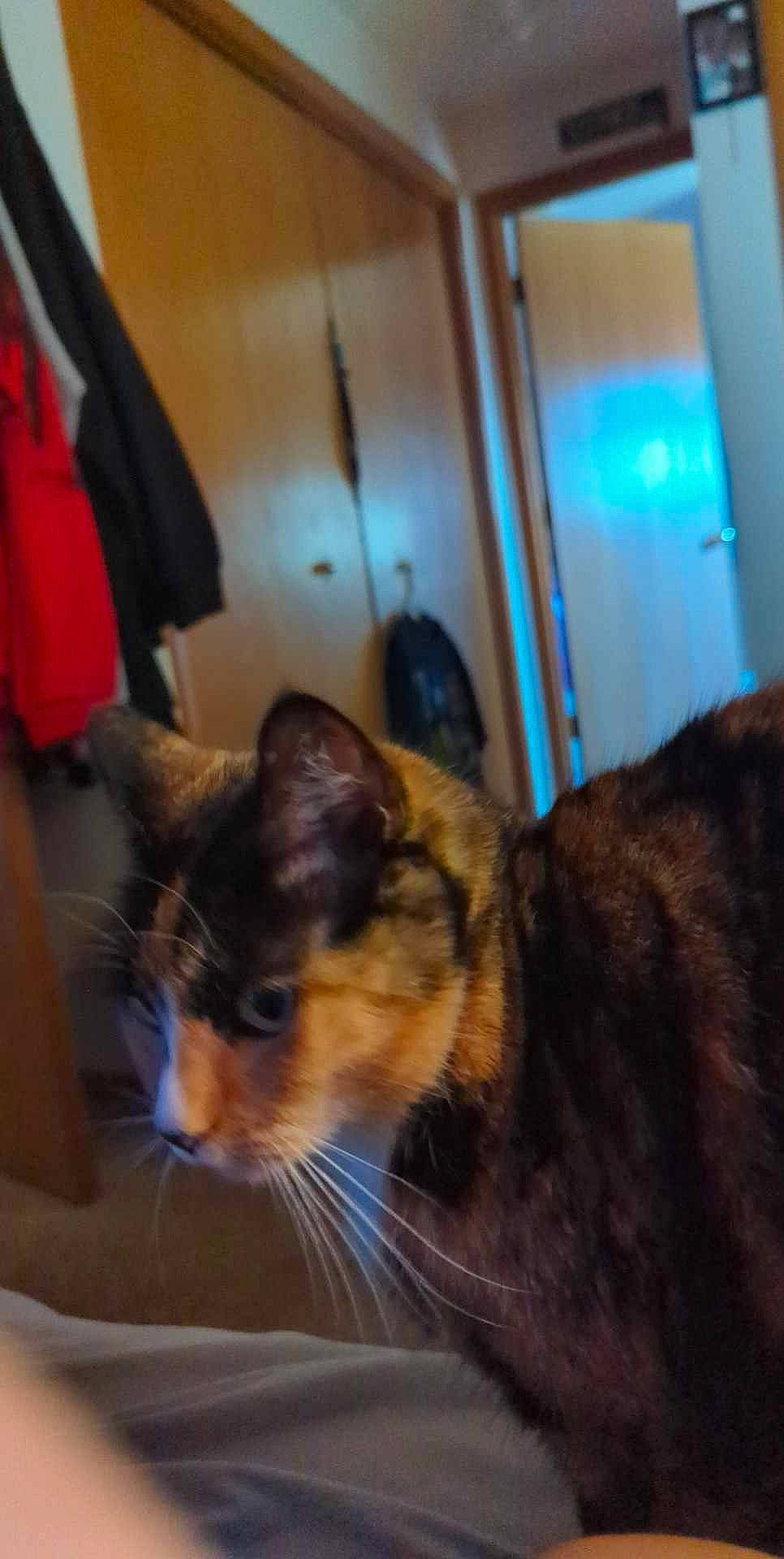 Duder is registered to the contest to win money with this photo: bag, carnivore, cat, comfort, domestic_short_haired_cat, door, ear, felidae, fixture, fur, room, small_to_medium_sized_cats, snout, terrestrial_animal, whiskers, window, wood