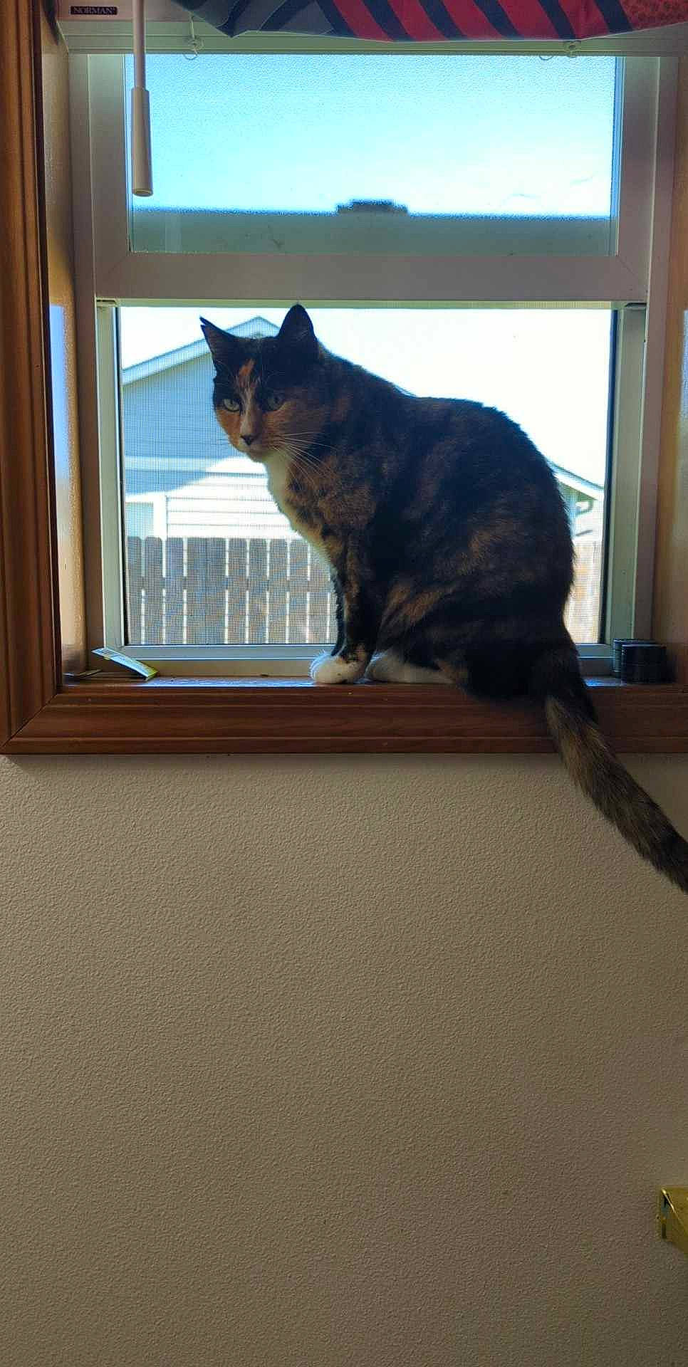 Duder is registered to the contest to win money with this photo: carnivore, cat, domestic_short_haired_cat, felidae, fixture, flooring, fur, hardwood, houseplant, plant, sash_window, small_to_medium_sized_cats, tail, tints_and_shades, tree, whiskers, window, window_blind, window_covering, wood