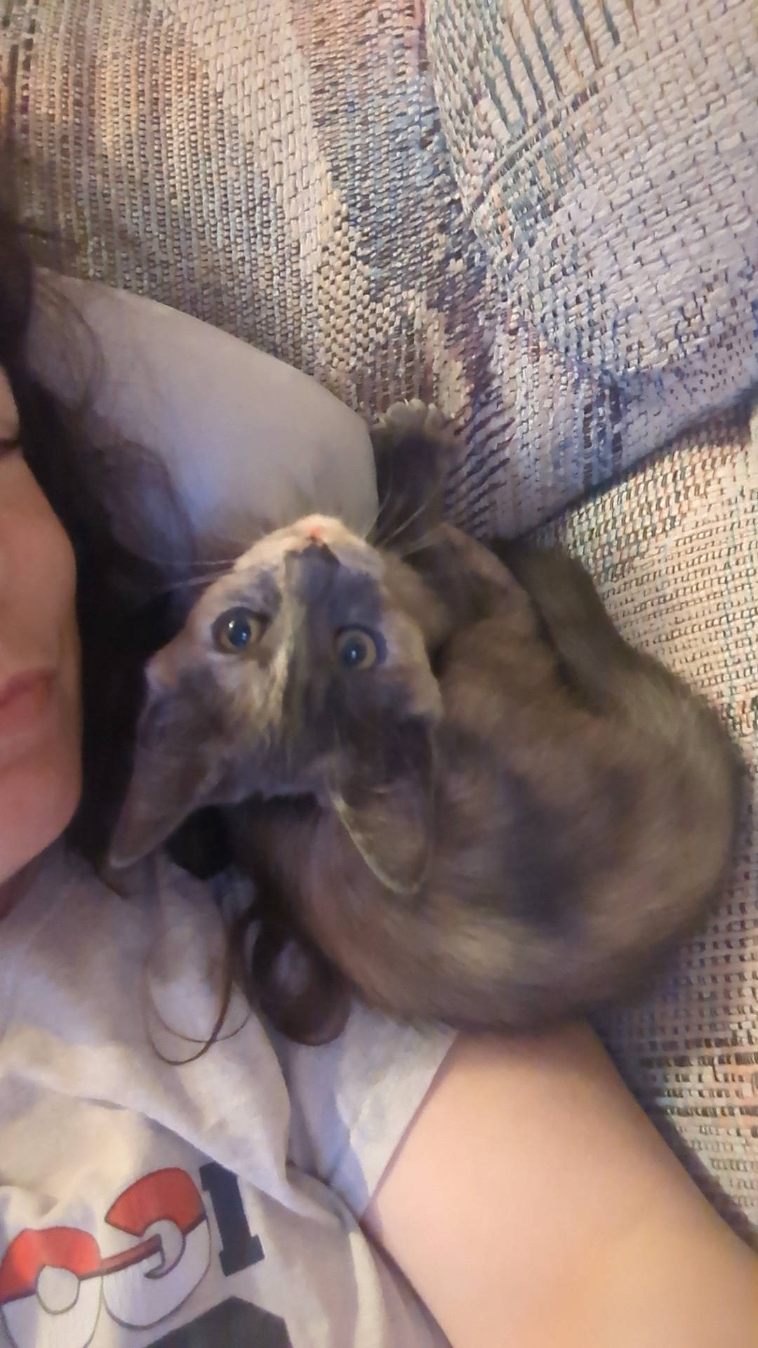 Cali joined the competition — help win amazing prizes! canidae, carnivore, comfort, companion_dog, dog_breed, ear, fawn, felidae, fur, gesture, linens, paw, puppy, selfie, small_to_medium_sized_cats, sporting_group, toy_dog, weimaraner, whiskers, working_animal