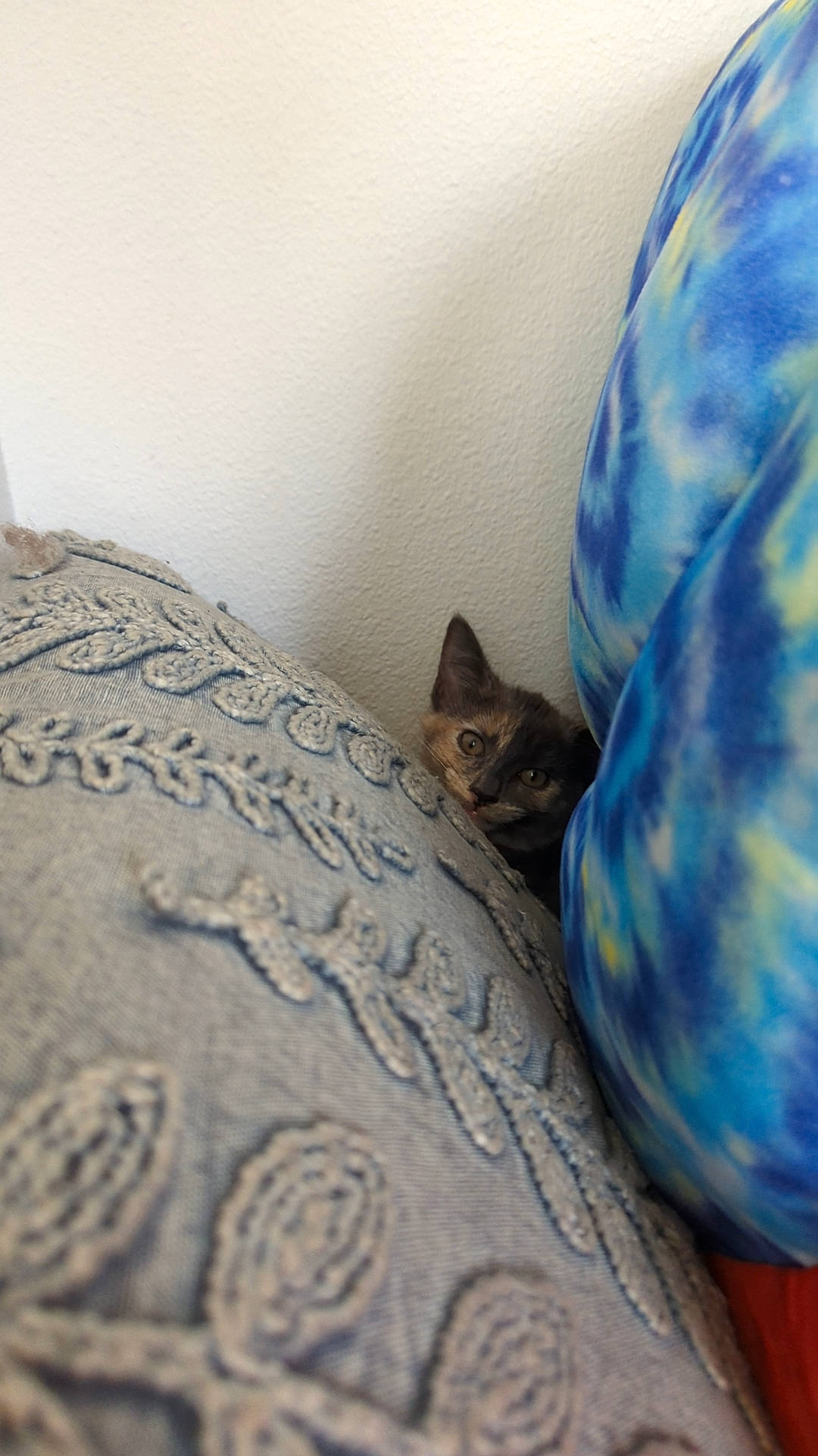 Cali is registered to the contest to win money with this photo: bed, bed_sheet, bedding, bedroom, carnivore, cat, comfort, domestic_short_haired_cat, felidae, flooring, grey, hardwood, linens, pattern, room, small_to_medium_sized_cats, textile, whiskers, window, wood