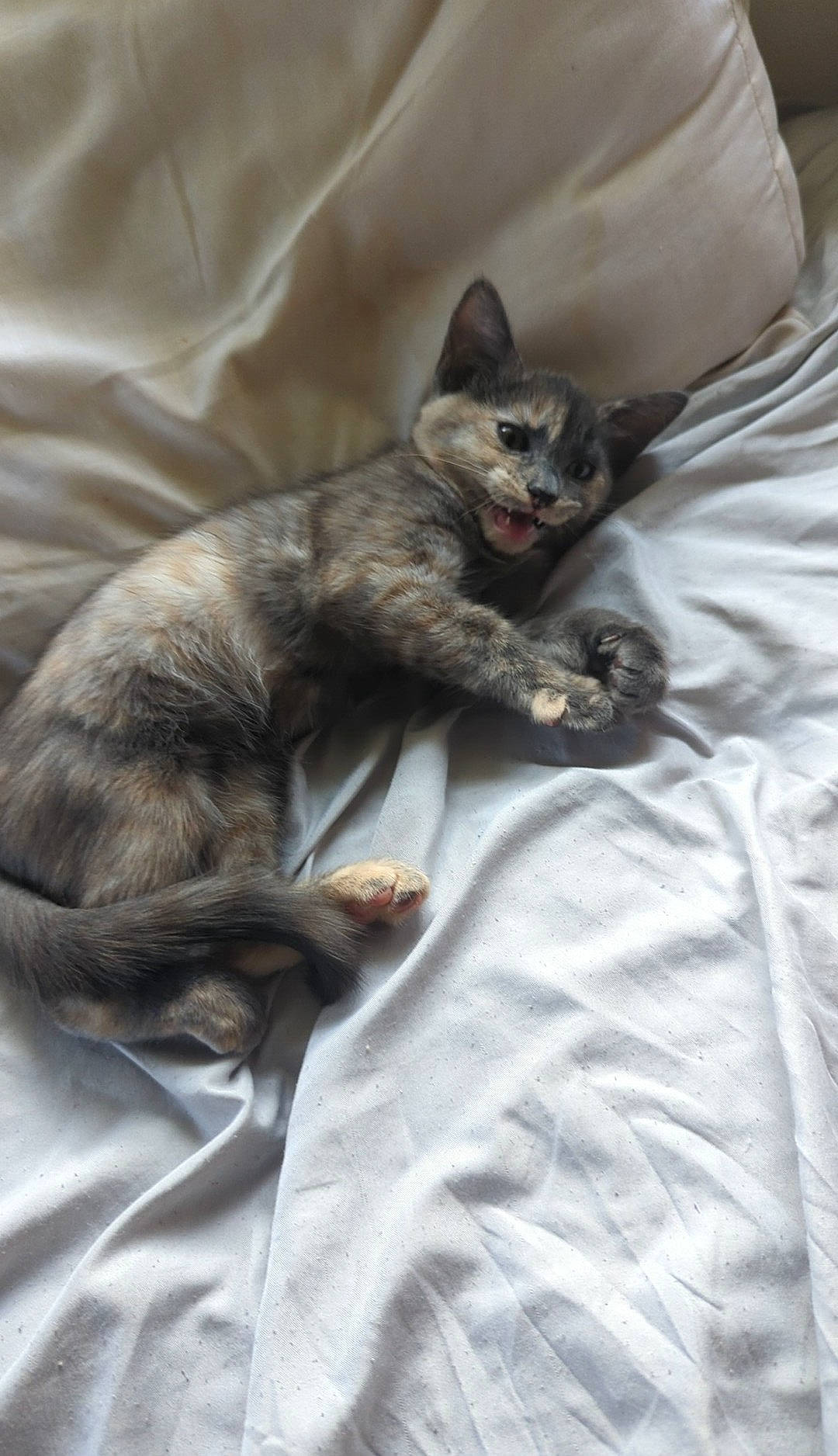 Cali is registered to the contest to win money with this photo: bed, bedding, carnivore, cat, claw, comfort, domestic_short_haired_cat, duvet, felidae, fur, grey, linens, nap, paw, sitting, small_to_medium_sized_cats, snout, tail, textile, whiskers