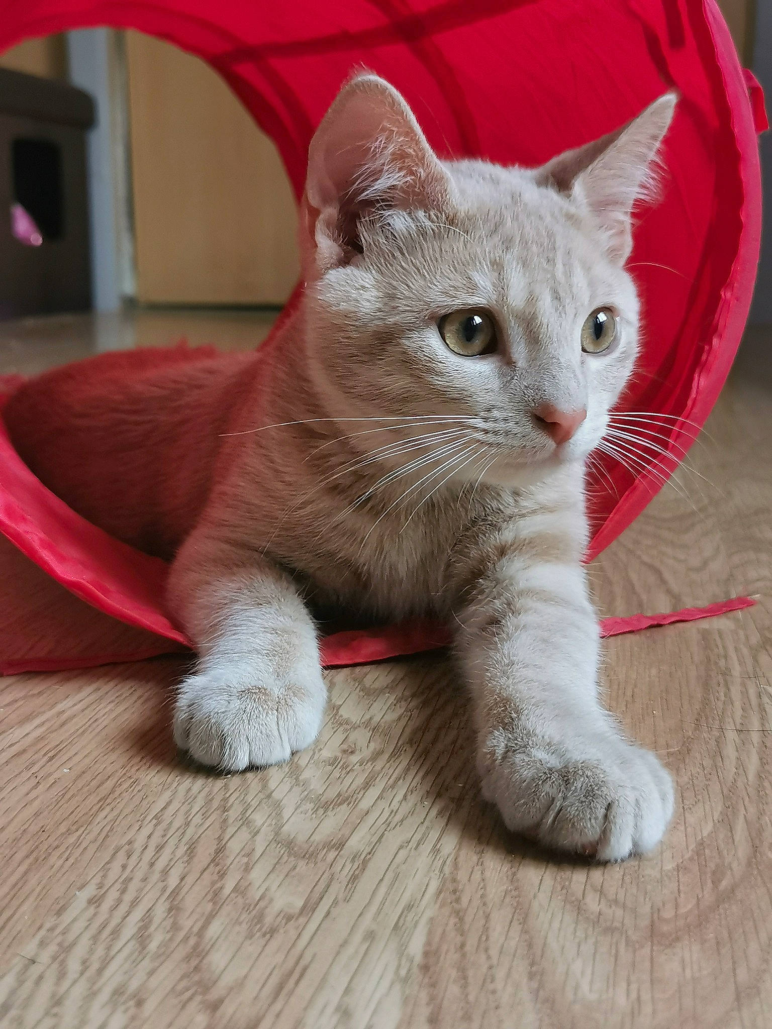 Crispy participe au concours pour gagner de l'argent avec cette photo : carnivore, cat, cat_supply, cat_toy, claw, domestic_short_haired_cat, fawn, felidae, flooring, fur, grey, hardwood, paw, russian_blue, small_to_medium_sized_cats, snout, tail, terrestrial_animal, whiskers, wood