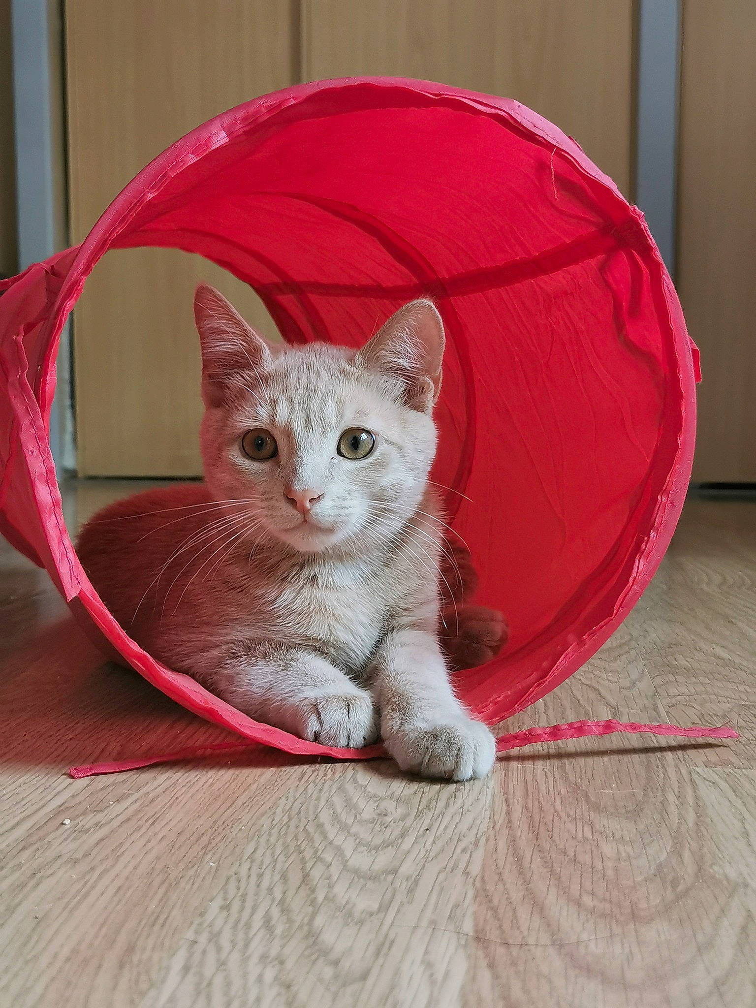 Crispy a rejoint le concours — aidez-le/la à gagner de superbes lots ! carmine, carnivore, cat, cat_supply, comfort, domestic_short_haired_cat, eye, fawn, felidae, flooring, foot, fur, hardwood, paw, pet_supply, small_to_medium_sized_cats, tail, vertebrate, whiskers, wood