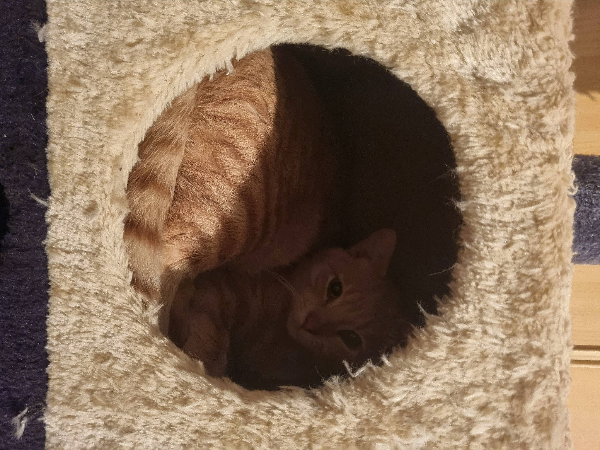 Crispy a rejoint le concours — aidez-le/la à gagner de superbes lots ! carnivore, cat, cat_bed, cat_supply, domestic_short_haired_cat, fawn, felidae, fur, muroidea, paw, pet_supply, rodent, small_to_medium_sized_cats, snout, tail, terrestrial_animal, whiskers, wildlife, window, wood