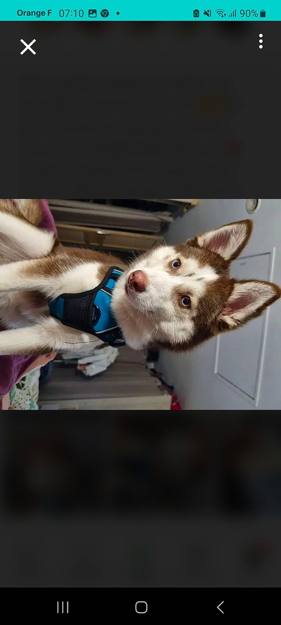 Wooky a rejoint le concours — aidez-le/la à gagner de superbes lots ! canidae, carnivore, collar, companion_dog, dog, dog_breed, dog_collar, ear, fawn, fur, mammal, non_sporting_group, paw, sporting_group, whiskers, working_animal