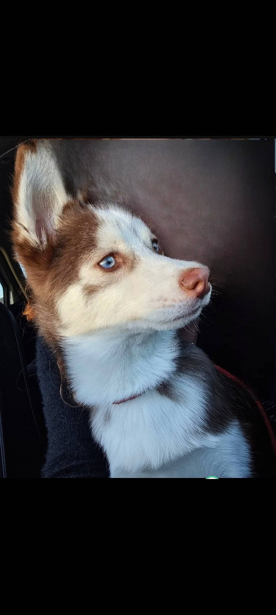 Wooky a rejoint le concours — aidez-le/la à gagner de superbes lots ! ancient_dog_breeds, canidae, canis, carnivore, companion_dog, dog, dog_breed, fawn, fur, jaw, non_sporting_group, sled_dog, snout, sporting_group, terrestrial_animal, whiskers, wildlife, working_animal, working_dog