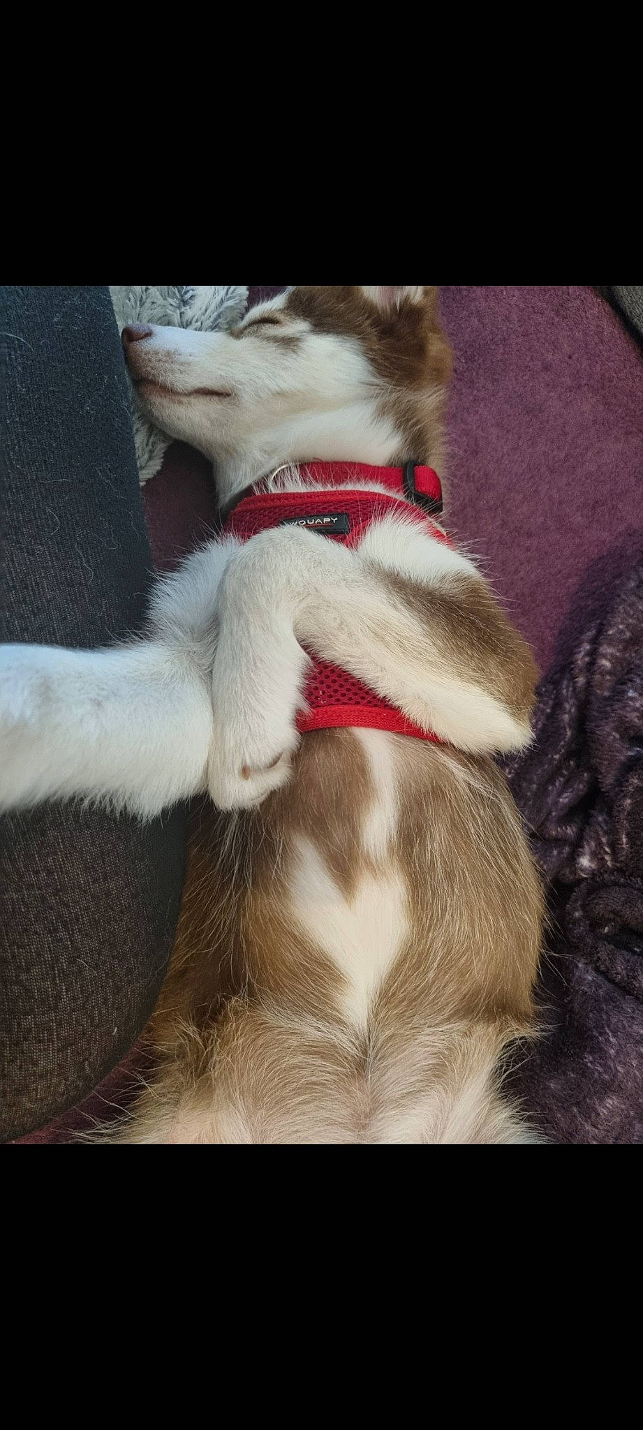 Wooky participe au concours pour gagner de l'argent avec cette photo : carmine, carnivore, collar, comfort, companion_dog, dog, dog_breed, dog_clothes, dog_collar, fashion_accessory, felidae, fur, human_leg, leash, small_to_medium_sized_cats, sporting_group, tail, thigh, whiskers, working_animal