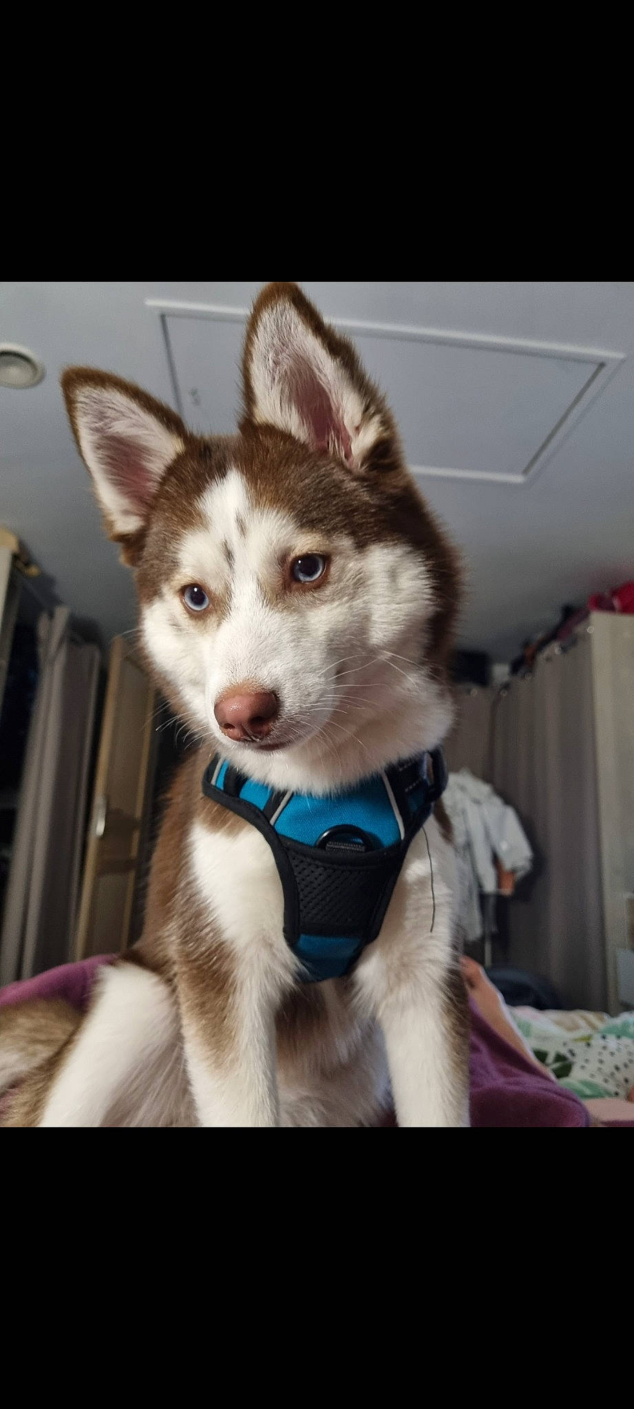 Wooky a rejoint le concours — aidez-le/la à gagner de superbes lots ! canidae, canis, carnivore, collar, companion_dog, dog, dog_breed, fawn, fur, jaw, siberian_husky, sled_dog, snout, sporting_group, terrestrial_animal, whiskers, wildlife, wolf, working_animal, working_dog