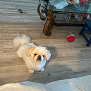 Biscuit is registered to the contest to win money with this photo: dog, white_dog, pet, indoor, wooden_floor, glass_table, toy, stool, living_room, furniture, floor, small_dog, fluffy, cute, animal, domestic, table_leg, household_items, carpet, looking_up