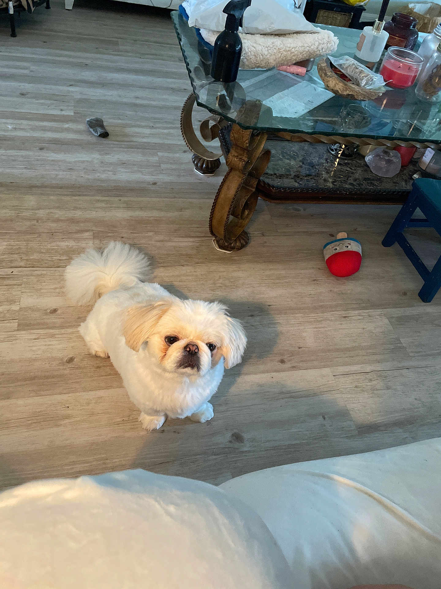 Biscuit