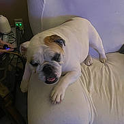 Sophie is registered to the contest to win money with this photo: bulldog, dog, pet, indoor, couch, furniture, relaxed, sleepy, white, cream, paw, animal, canine, living_room, resting, companion, cute, domestic, face, snout