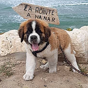 Sawyer a rejoint le concours — aidez-le/la à gagner de superbes lots ! puppy, dog, saint_bernard, beach, sand, ocean, waves, sign, wooden_sign, leash, happy, tongue_out, fur, outdoor, nature, young_dog, pet, animal, cute, playful