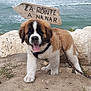 puppy, dog, saint_bernard, beach, sand, ocean, waves, sign, wooden_sign, leash, happy, tongue_out, fur, outdoor, nature, young_dog, pet, animal, cute, playful