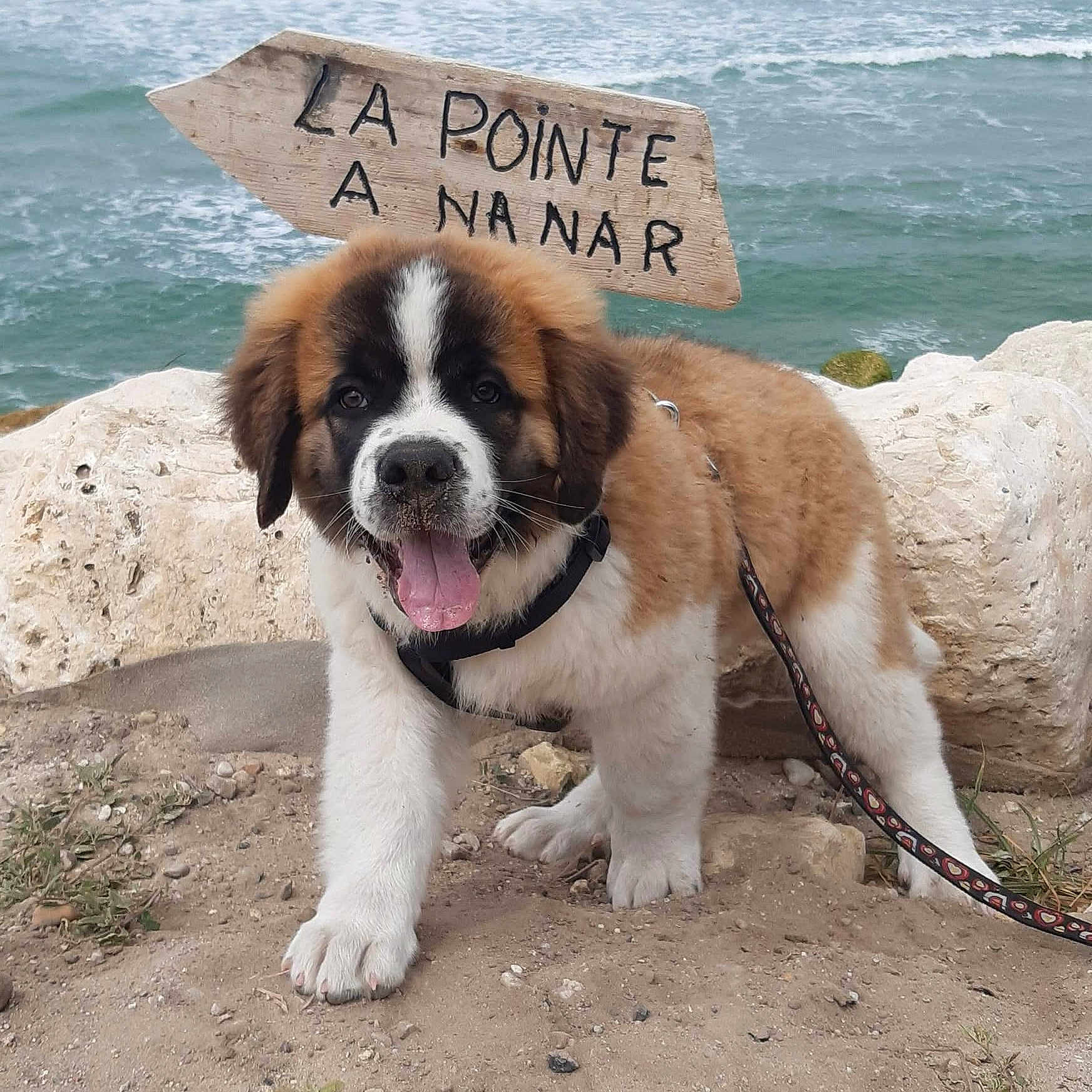 Sawyer a rejoint le concours — aidez-le/la à gagner de superbes lots ! animal, beach, cute, dog, fur, happy, leash, nature, ocean, outdoor, pet, playful, puppy, saint_bernard, sand, sign, tongue_out, waves, wooden_sign, young_dog
