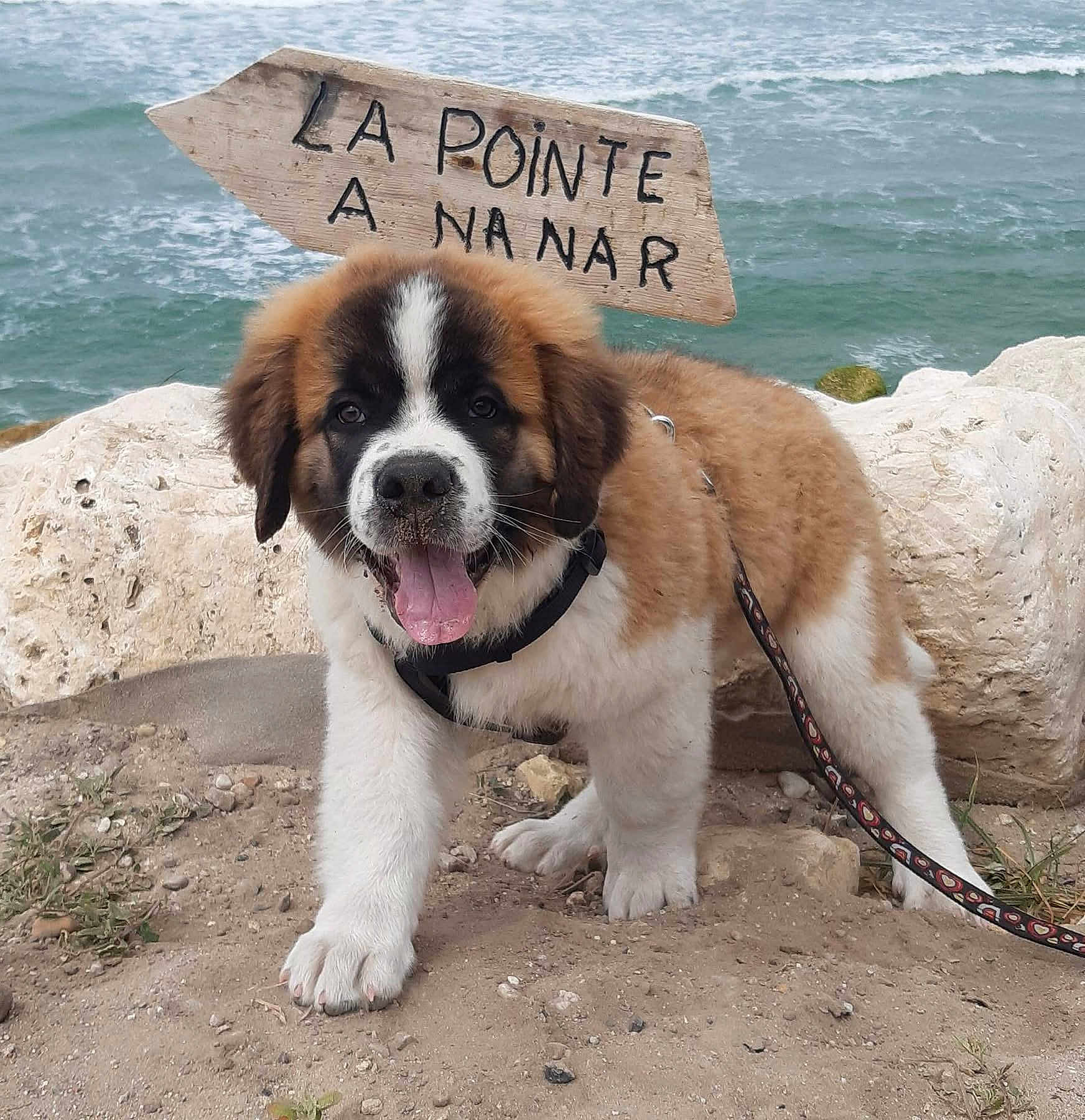 Sawyer a rejoint le concours — aidez-le/la à gagner de superbes lots ! puppy, dog, saint_bernard, beach, sand, ocean, waves, sign, wooden_sign, leash, happy, tongue_out, fur, outdoor, nature, young_dog, pet, animal, cute, playful