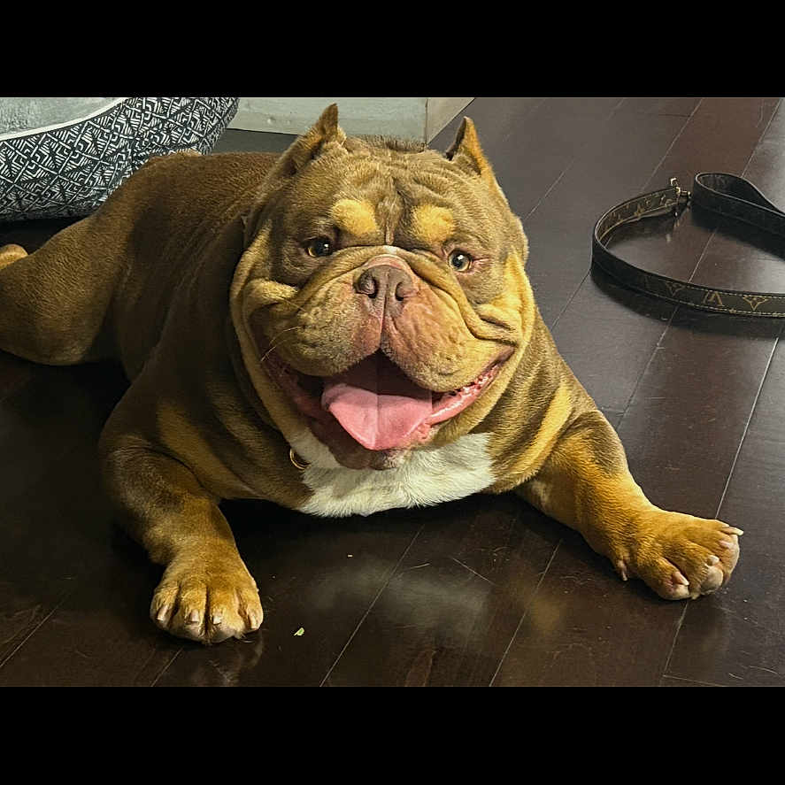 Milo is registered to the contest to win money with this photo: animal, brown_fur, bulldog, canine, companion, cute, dog, domestic, floor, friendly, happy, indoor, laying_down, leash, paw, pet, relaxed, smiling, tongue_out, wrinkles
