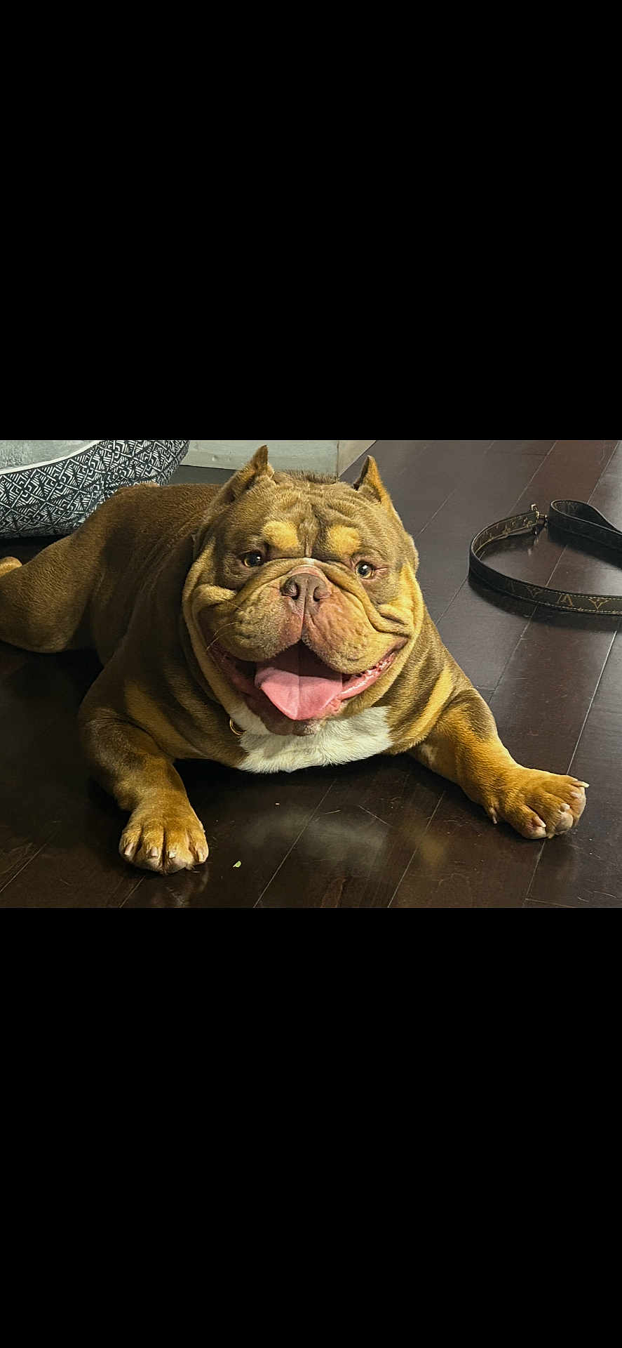 Milo is registered to the contest to win money with this photo: dog, bulldog, pet, tongue_out, happy, floor, leash, indoor, brown_fur, wrinkles, canine, animal, cute, smiling, domestic, relaxed, paw, companion, friendly, laying_down