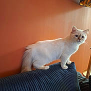 Apache a rejoint le concours — aidez-le/la à gagner de superbes lots ! cat, white_cat, blue_eyes, feline, pet, indoor, couch, sofa, textured_fabric, orange_wall, lamp, lighting, furniture, home, cozy, perched, side_view, domestic_animal, curious, quiet