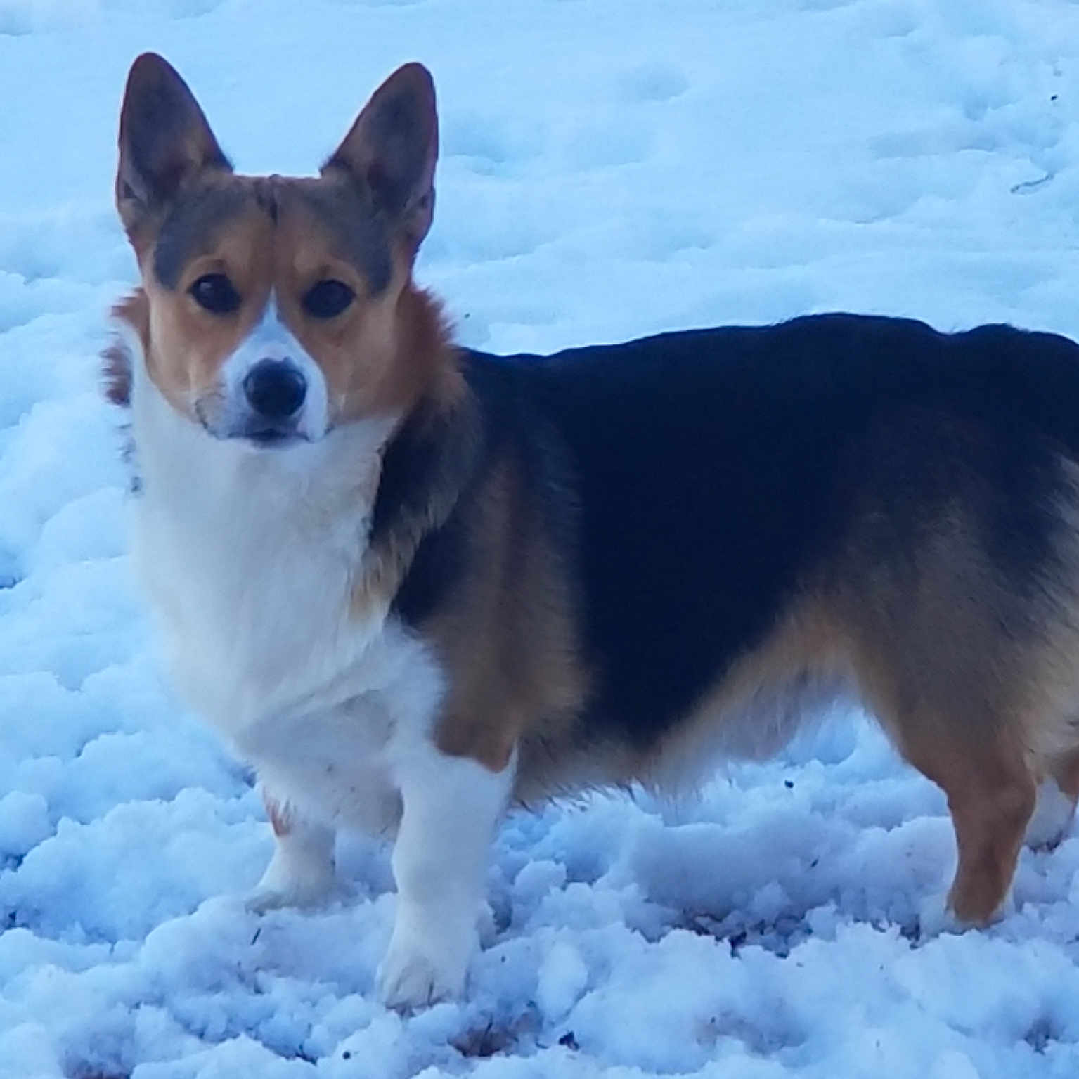 Sprite joined the competition — help win amazing prizes! canidae, cardigan_welsh_corgi, carnivore, companion_dog, corgi_chihuahua, dog, dog_breed, freezing, geological_phenomenon, herding_dog, mammal, norwegian_lundehund, pembroke_welsh_corgi, snow, sporting_group, vertebrate, welsh_corgi, winter