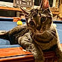 cat, tabby_cat, pool_table, cue_ball, feline, pet, indoor, wooden_furniture, curious, relaxed, animal, mammal, whiskers, ears, fur, close_up, domestic_cat, playing, looking, resting
