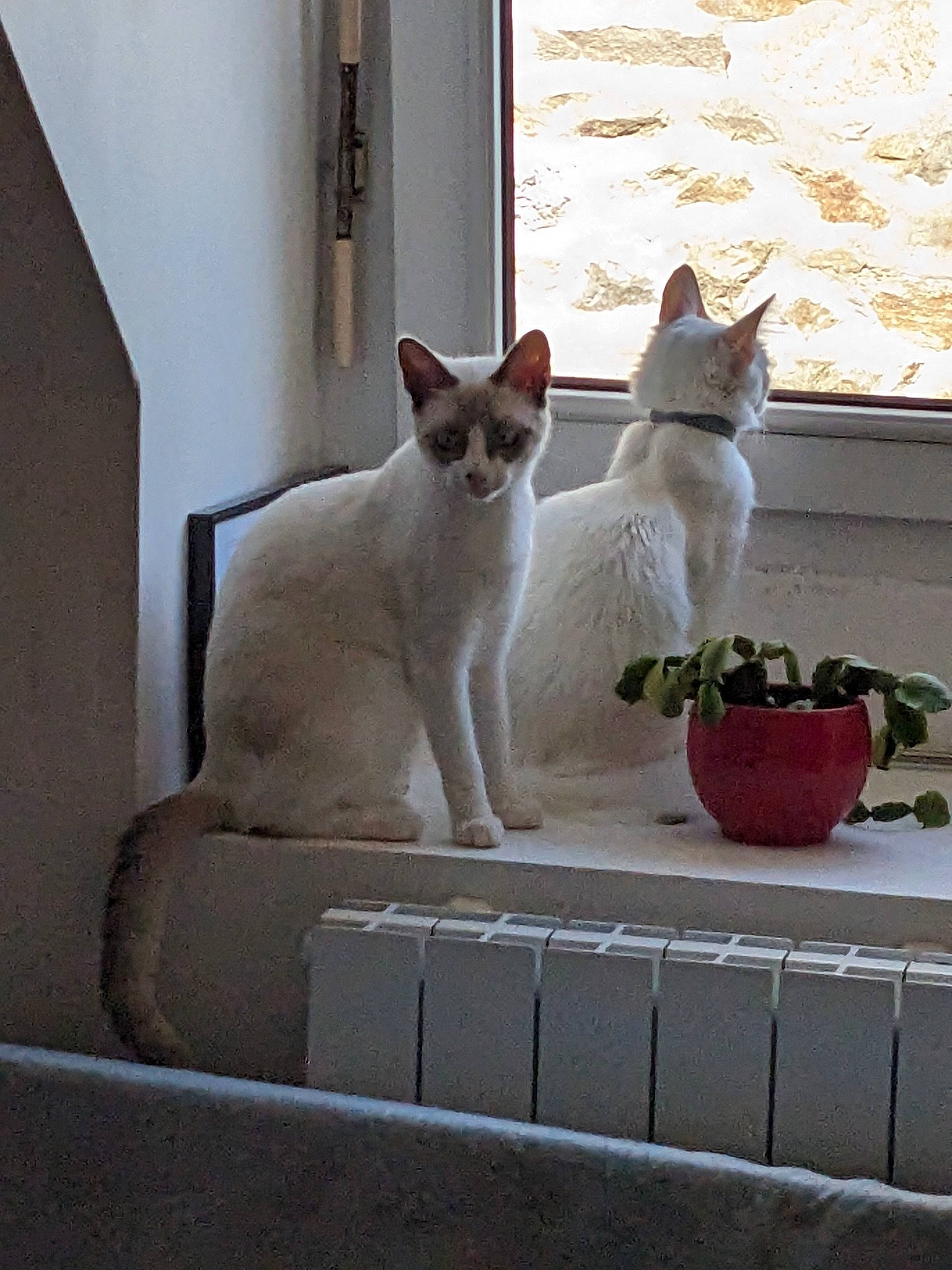 Trixi participe au concours pour gagner de l'argent avec cette photo : carnivore, cat, cat_supply, comfort, domestic_short_haired_cat, door, fawn, felidae, flowerpot, fur, grey, houseplant, line, pet_supply, plant, rectangle, small_to_medium_sized_cats, tail, whiskers, window