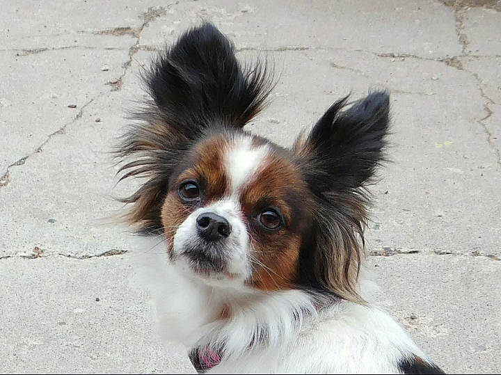 Jenna is registered to the contest to win money with this photo: canidae, carnivore, companion_dog, dog, dog_breed, dog_supply, fawn, fur, liver, non_sporting_group, papillon, puppy, road_surface, snout, sporting_group, terrestrial_animal, toy_dog, whiskers, wildlife, working_animal