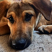 Mica joined the competition — help win amazing prizes! animal, blanket, brown_fur, canine, close_up, companion, cozy, cute, dog, furry, home, indoor, lying_down, pet, portrait, puppy, relaxed, resting, sleepy, soft_light