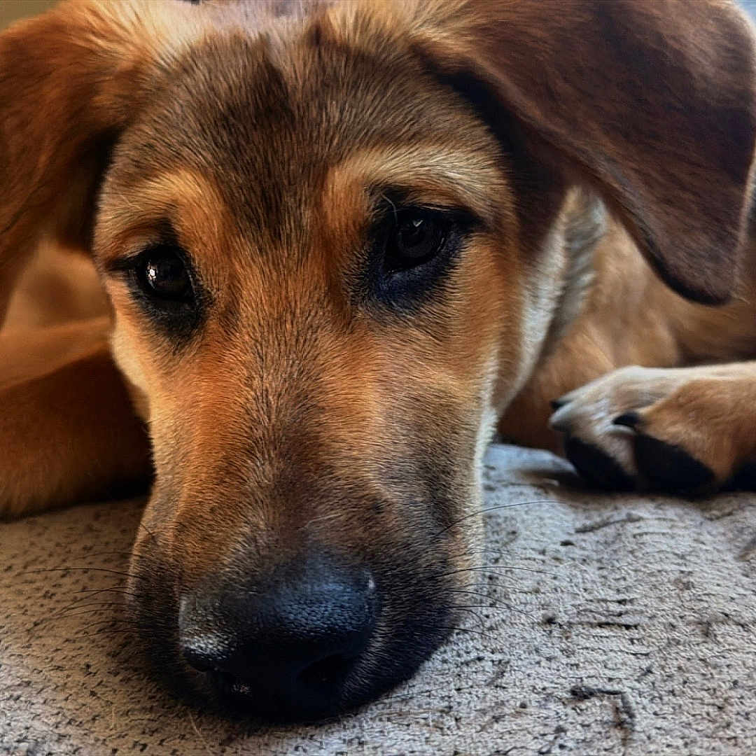 Mica