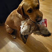 Tess a rejoint le concours — aidez-le/la à gagner de superbes lots ! dog, toy, plush_toy, indoor, wooden_floor, pet, animal, brown_dog, canine, playful, sitting, floor, domestic_animal, fur, ears, snout, cute, companion, pet_toy, home