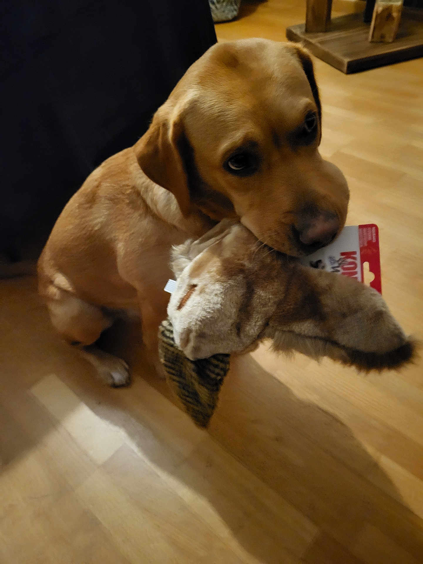 Tess a rejoint le concours — aidez-le/la à gagner de superbes lots ! dog, toy, plush_toy, indoor, wooden_floor, pet, animal, brown_dog, canine, playful, sitting, floor, domestic_animal, fur, ears, snout, cute, companion, pet_toy, home