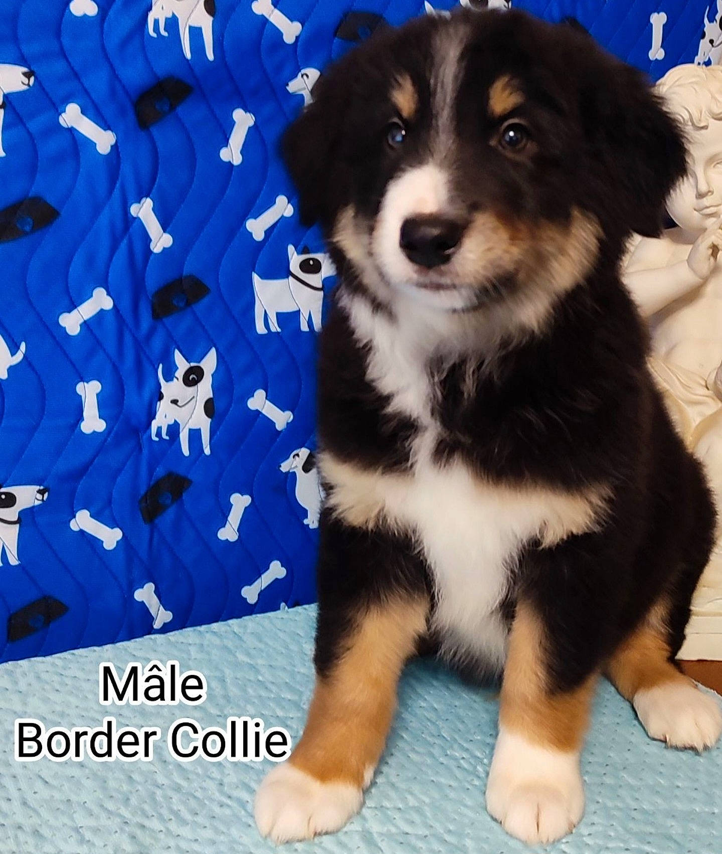 Loky a rejoint le concours — aidez-le/la à gagner de superbes lots ! ancient_dog_breeds, australian_shepherd, blue, border_collie, canidae, carnivore, companion_dog, dog, dog_breed, electric_blue, font, foot, fur, herding_dog, pattern, sporting_group, terrestrial_animal, whiskers, working_animal, working_dog