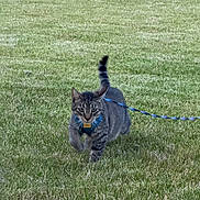 Dude is registered to the contest to win money with this photo: cat, tabby_cat, grass, outdoor, leash, harness, pet, animal, nature, greenery, walking, mammal, fur, whiskers, tail, focused, daylight, garden, playful, curious