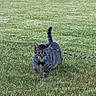 cat, tabby_cat, grass, outdoor, leash, harness, pet, animal, nature, greenery, walking, mammal, fur, whiskers, tail, focused, daylight, garden, playful, curious