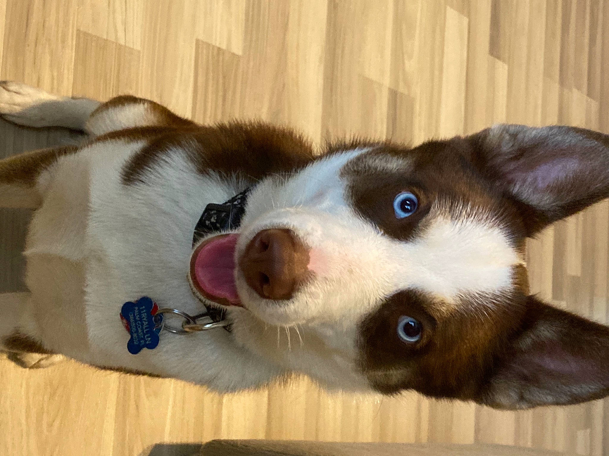 Tiberius joined the competition — help win amazing prizes! canidae, carnivore, collar, comfort, companion_dog, dog, dog_breed, flooring, fur, hardwood, non_sporting_group, paw, siberian_husky, sled_dog, sporting_group, terrestrial_animal, whiskers, wood, working_animal, working_dog