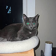Hennessy is registered to the contest to win money with this photo: animal, cat, cat_bed, cozy, domestic, eyes, feline, flash, furniture, gray_cat, household, indoor, looking, night, pet, reflection, resting, shadow, window, wooden_platform