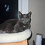 animal, cat, cat_bed, cozy, domestic, eyes, feline, flash, furniture, gray_cat, household, indoor, looking, night, pet, reflection, resting, shadow, window, wooden_platform
